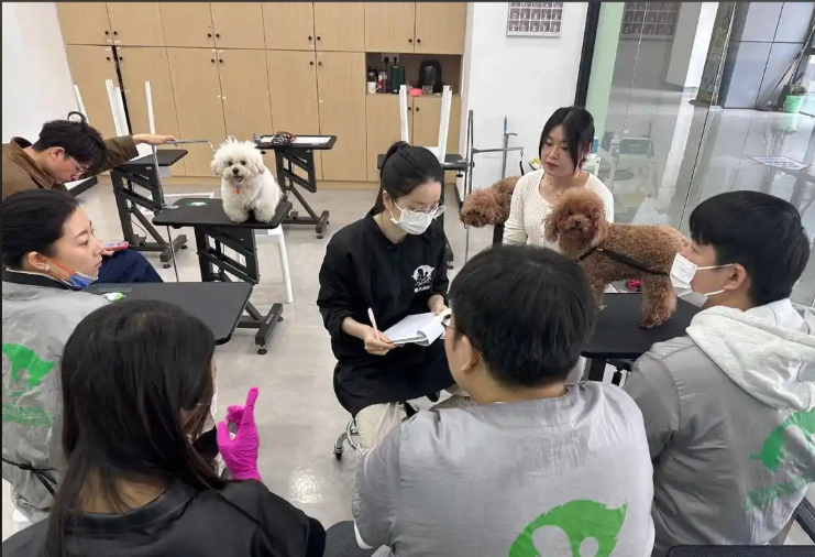 贵阳市宠物美容培训学校宠物美容培训学校 - 方案